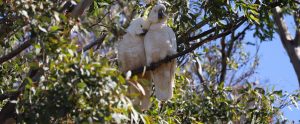 pair of sulphur-crested cockatoos cuddling in tree Australia
