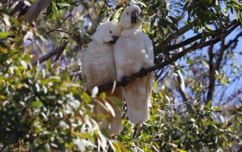 pair of sulphur-crested cockatoos cuddling in tree Australia