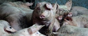 pigs looking crowded and dirty in indoor pen