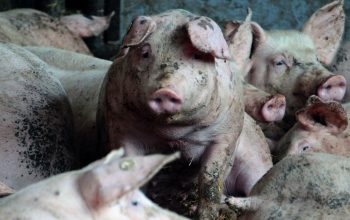 pigs looking crowded and dirty in indoor pen
