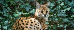 serval lying on ground surrounded by ivy