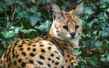 serval lying on ground surrounded by ivy