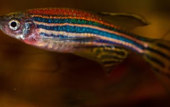 side view of zebrafish