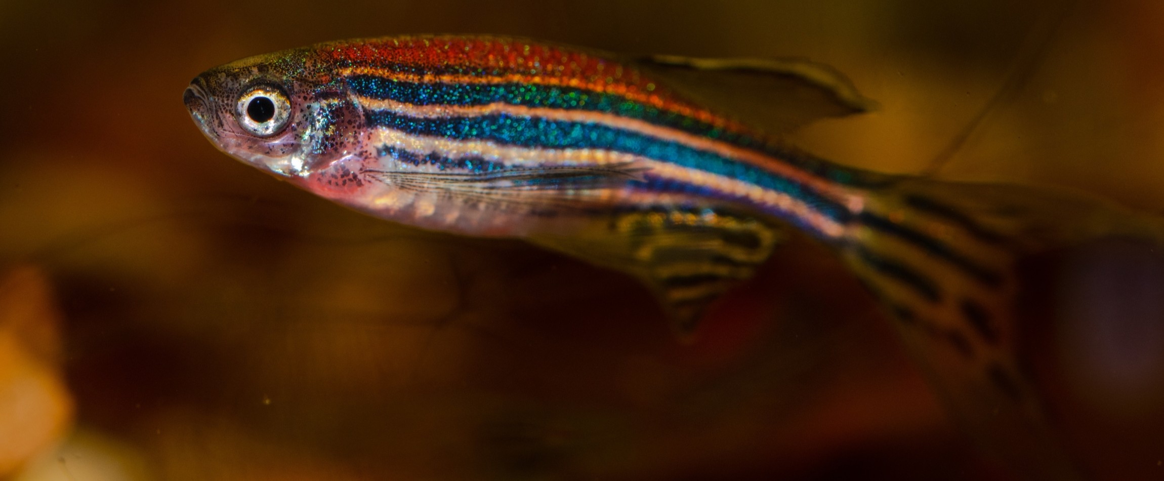 side view of zebrafish