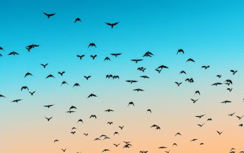 birds flying