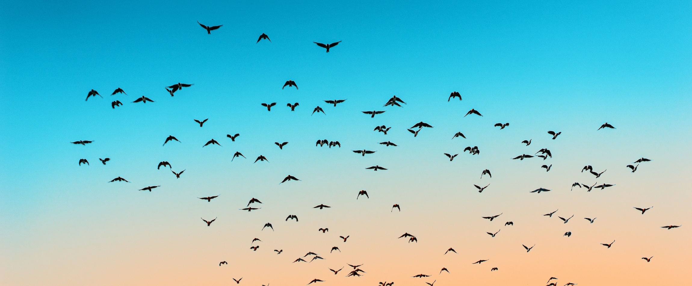 birds flying