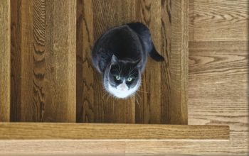 black-and-white cat on wooden stairs staring up at camera