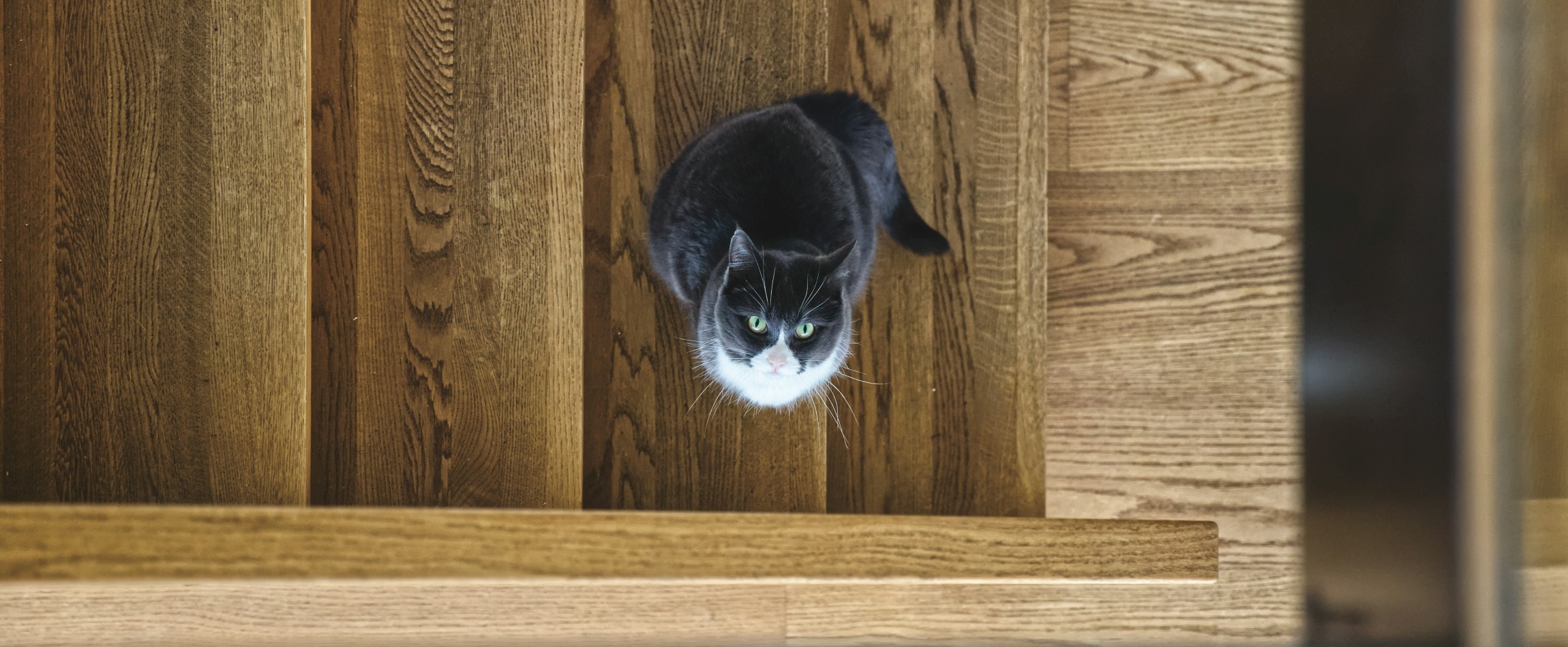 black-and-white cat on wooden stairs staring up at camera