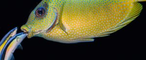 cleaner wrasse cleaning mouth of rabbitfish
