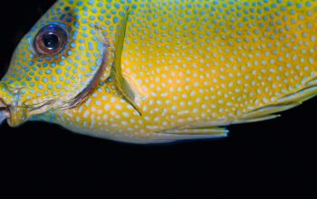 cleaner wrasse cleaning mouth of rabbitfish