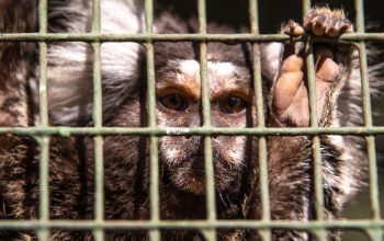 close-up of marmoset in cage staring at camera