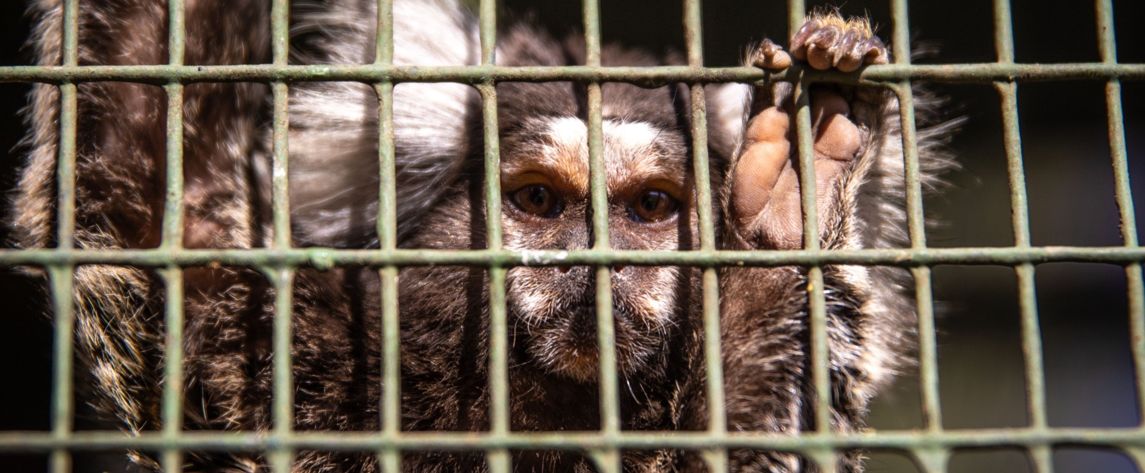 close-up of marmoset in cage staring at camera