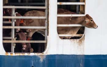cows on transport ship Israel