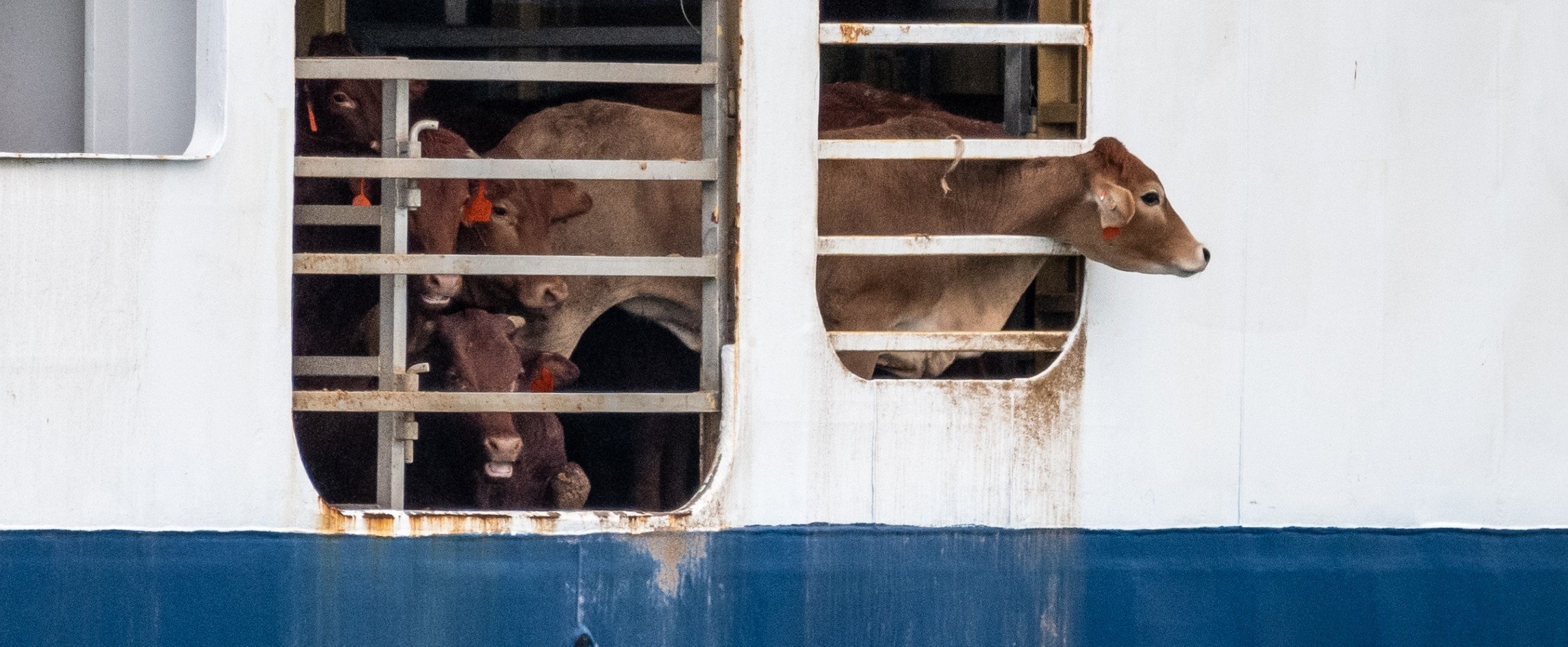 cows on transport ship Israel
