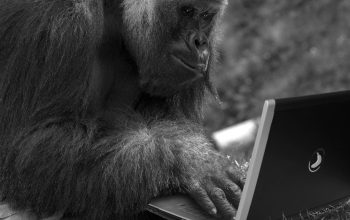 gorilla using laptop black and white