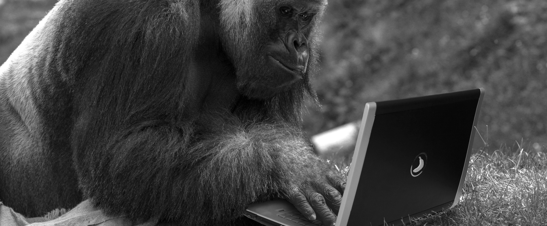 gorilla using laptop black and white
