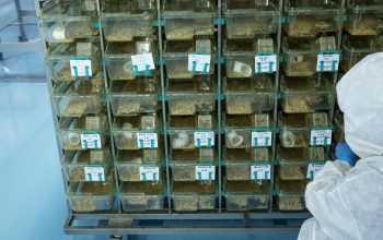 researcher kneeling in front of rack of mouse cages laboratory
