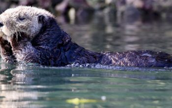 sea otter rubbing face