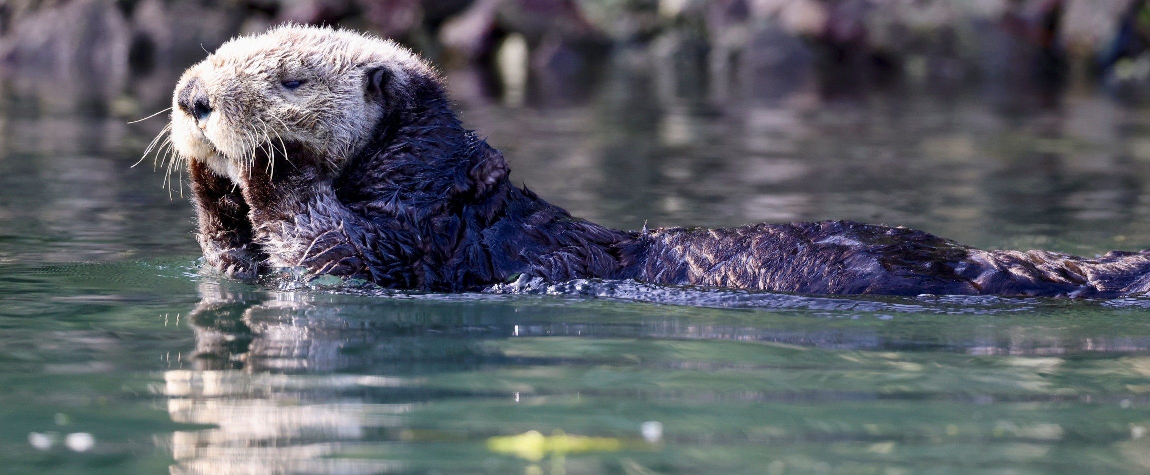 sea otter rubbing face