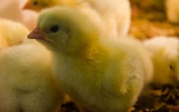 yellow chicks next to feeder on ground