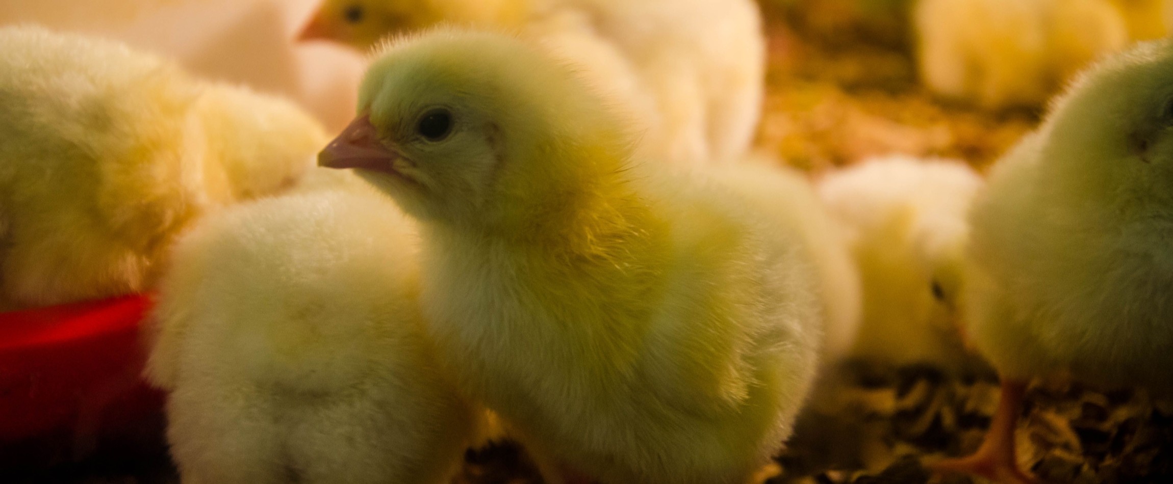 yellow chicks next to feeder on ground
