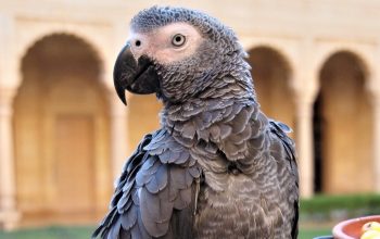 African grey parrot outdoors Rajasthan India