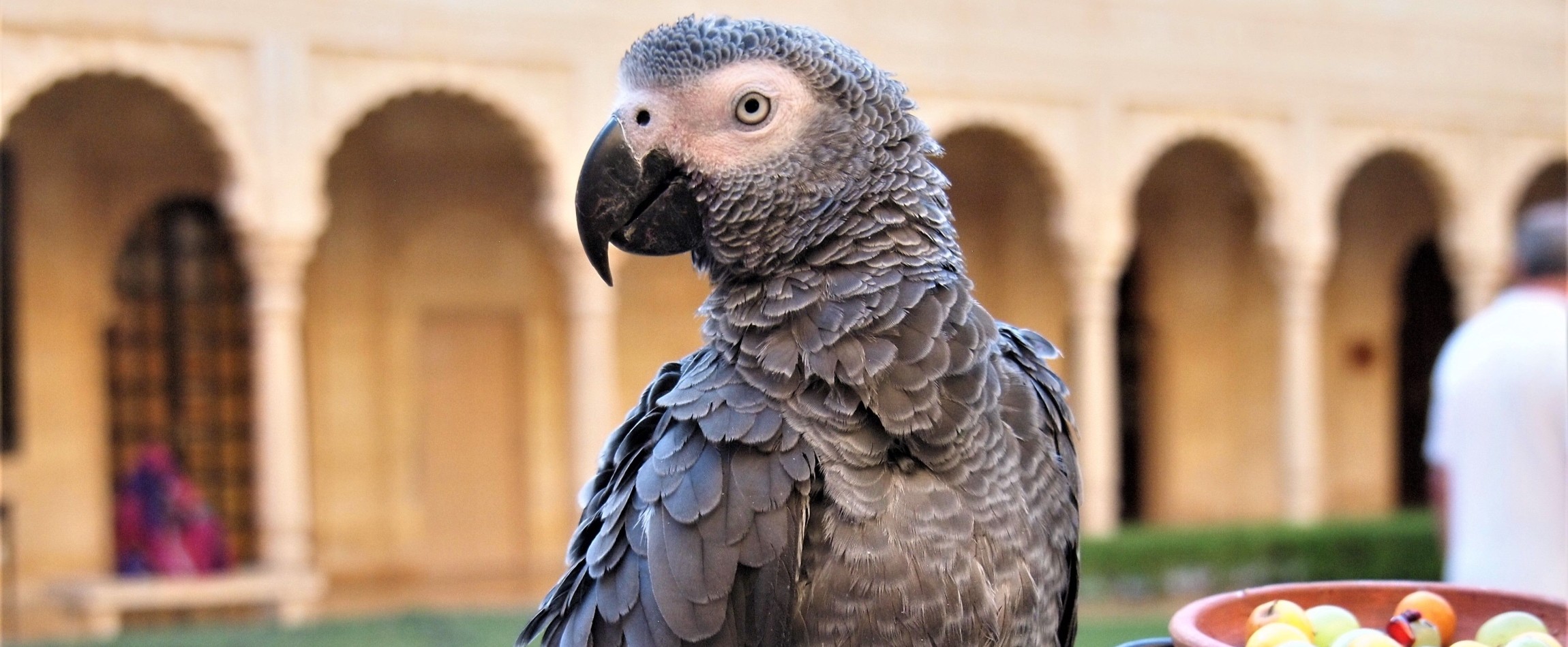 African grey parrot outdoors Rajasthan India