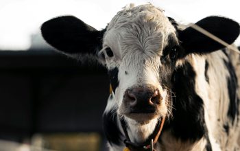 black-and-white calf wearing collar staring at camera outdoors