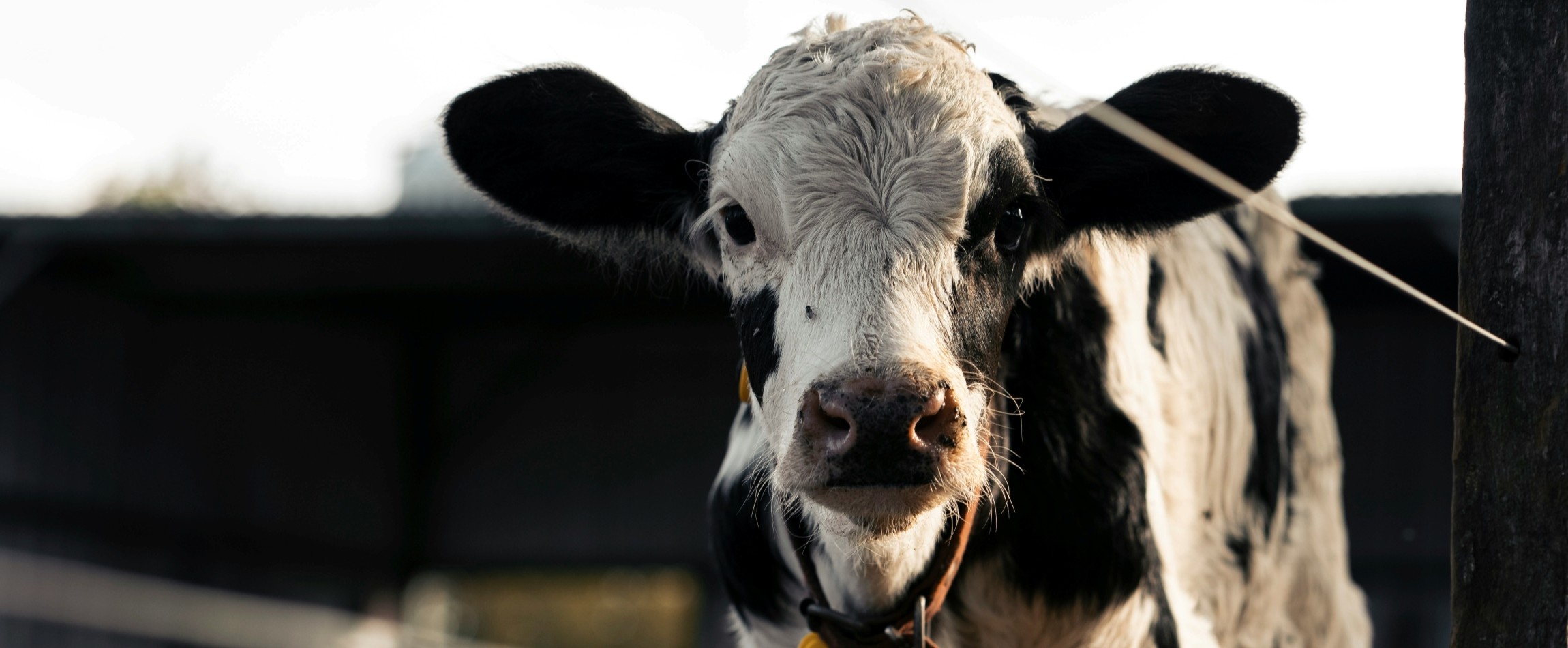 black-and-white calf wearing collar staring at camera outdoors