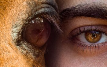 close-up of horse eye next to human eye