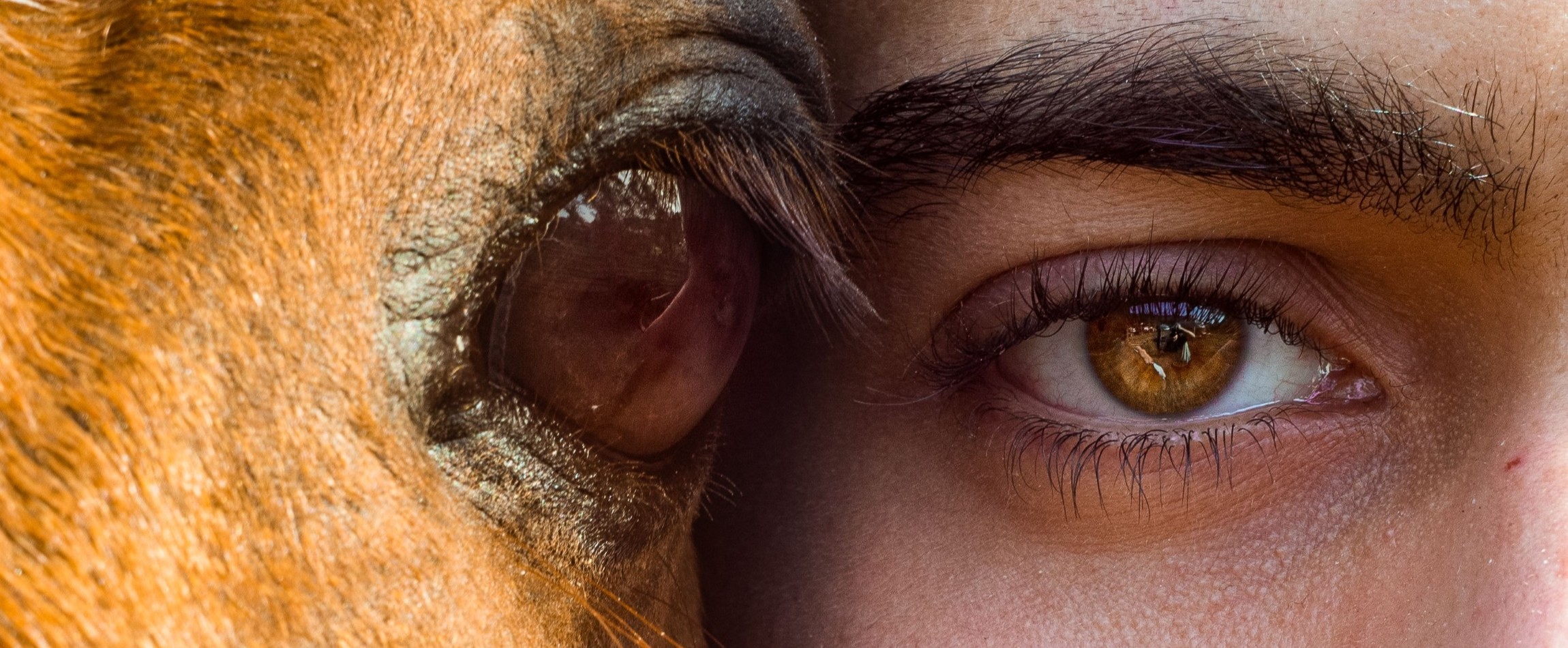 close-up of horse eye next to human eye