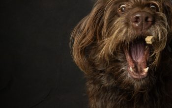 hairy brown dog with mouth open trying to catch treat