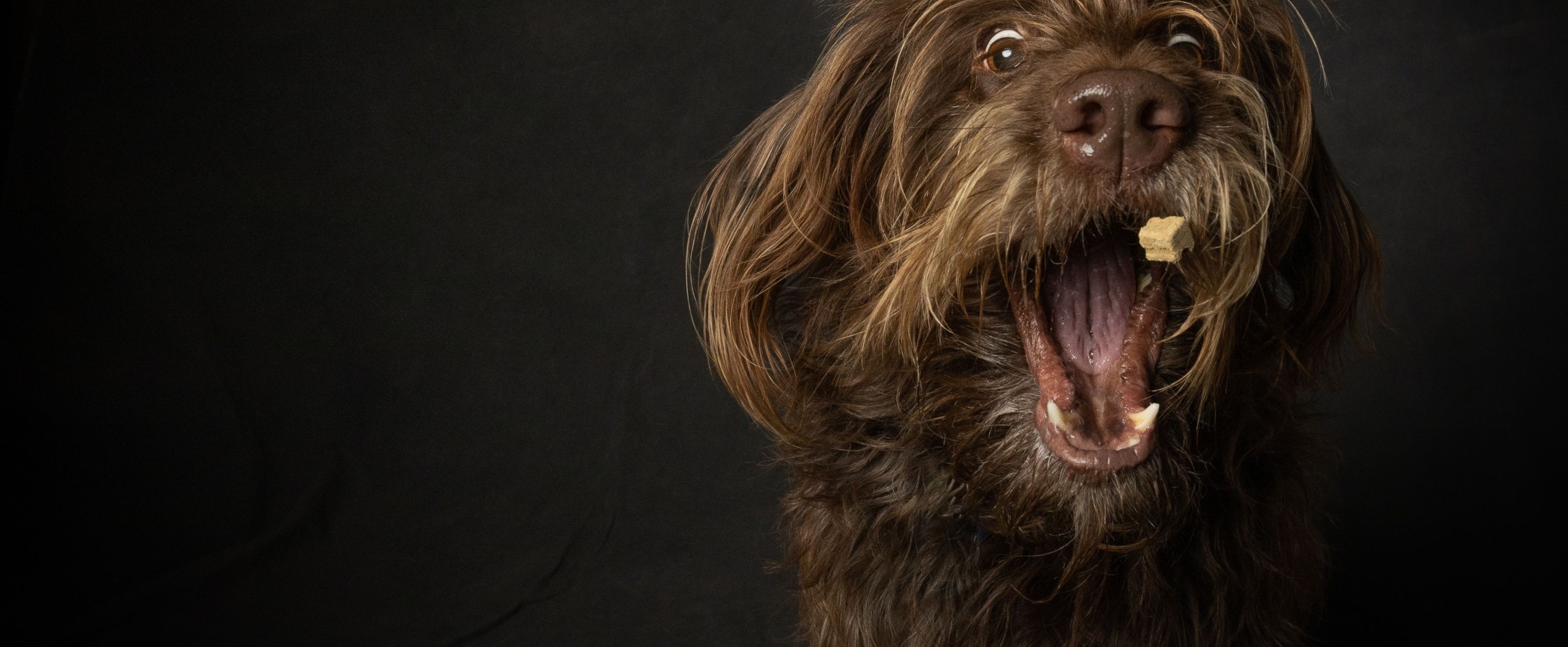 hairy brown dog with mouth open trying to catch treat