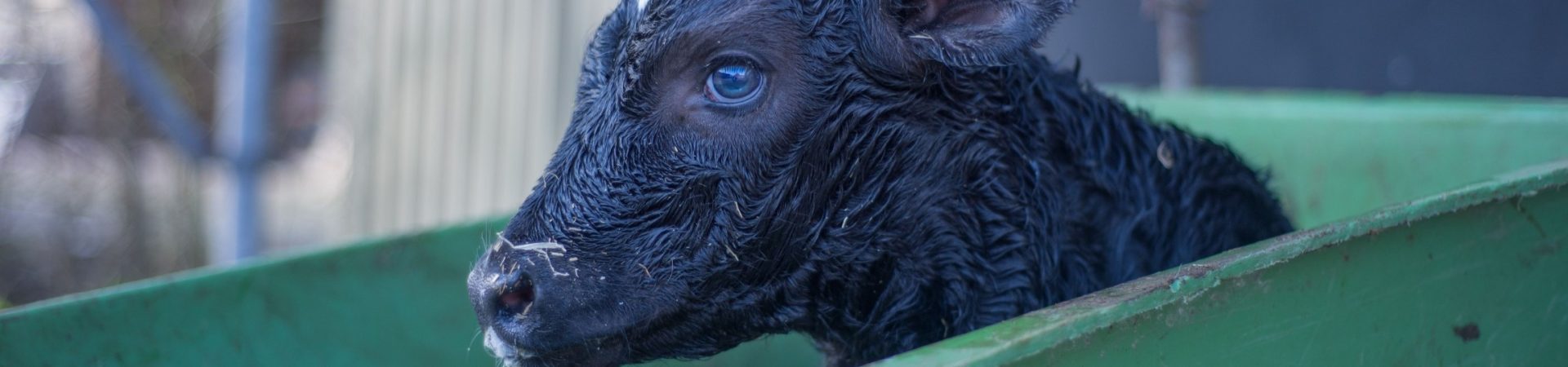 newborn black-and-white calf in green wheelbarrow