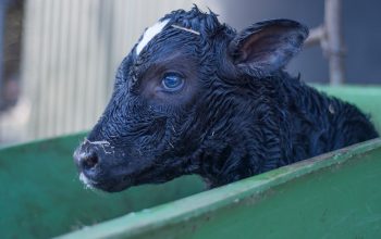 newborn black-and-white calf in green wheelbarrow