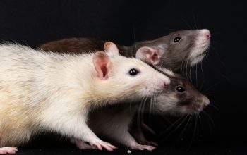 rats on black background