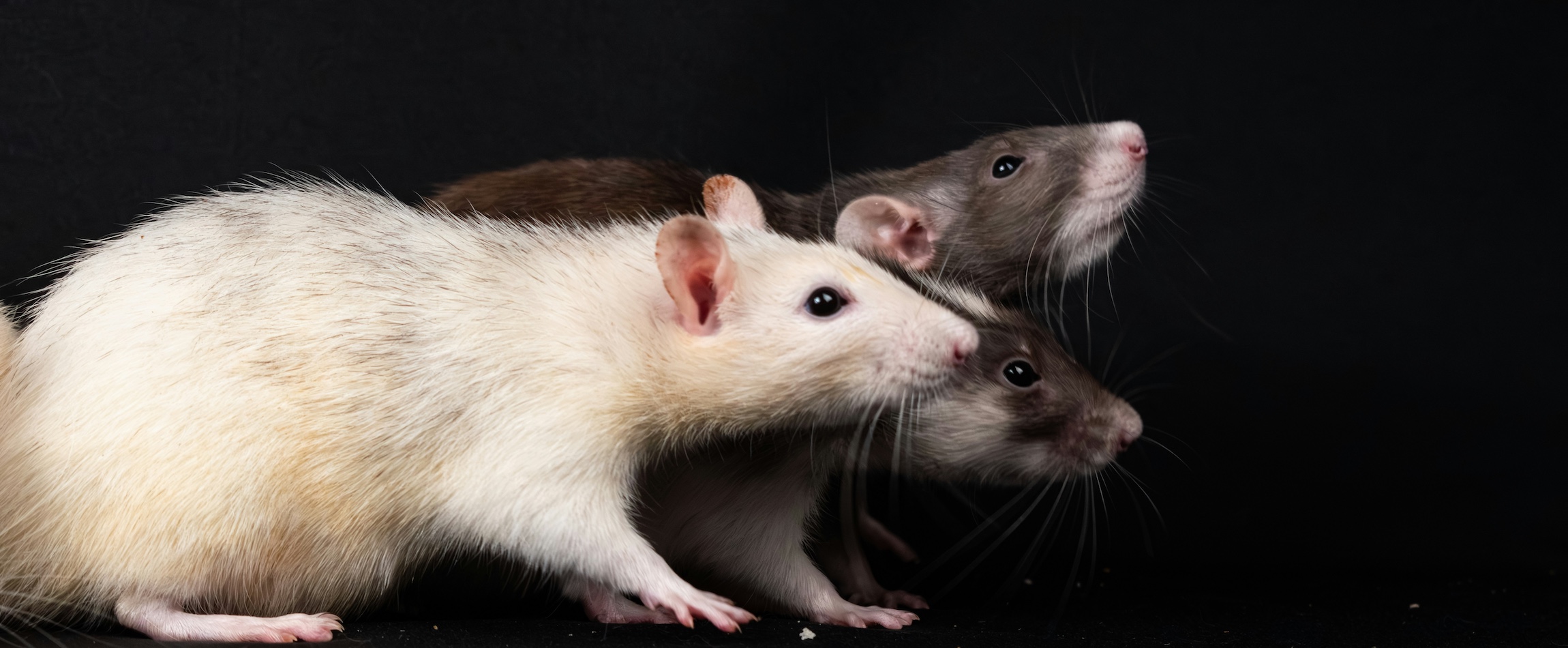 rats on black background
