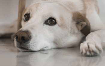 sad-looking white dog lying with head on floor