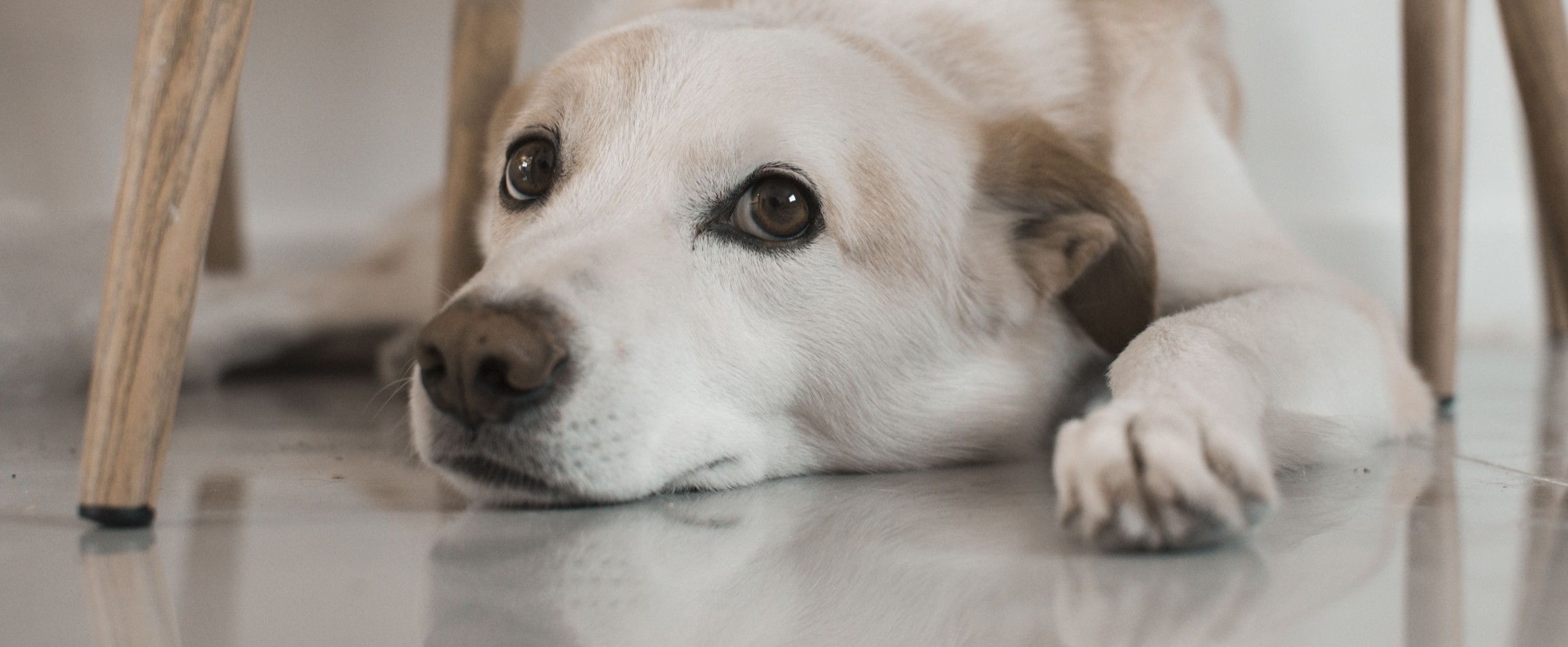 sad-looking white dog lying with head on floor