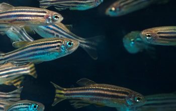 school of zebrafishes