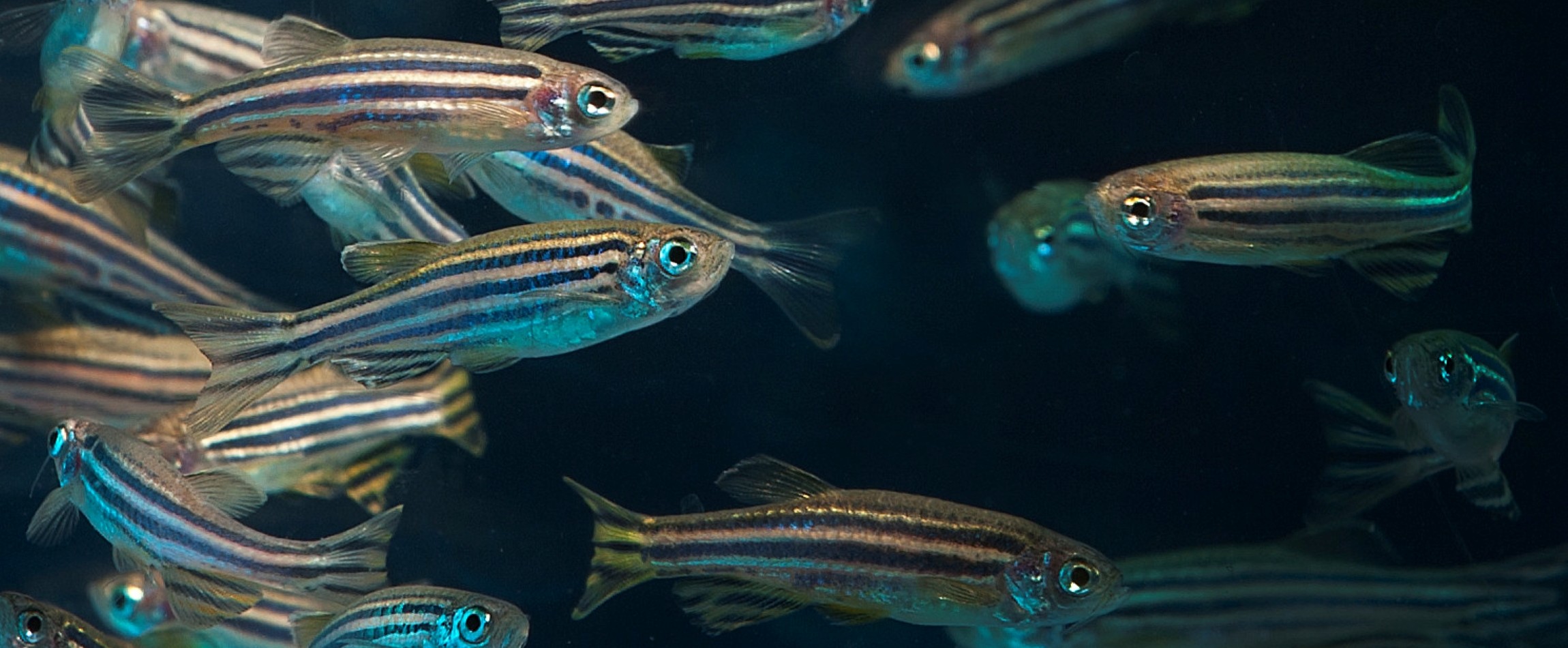 school of zebrafishes