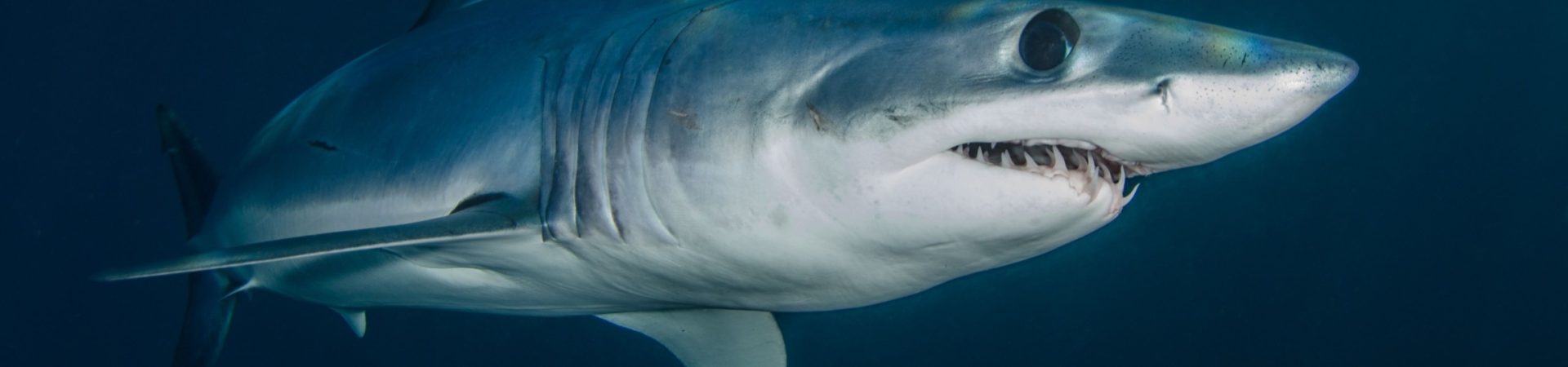 side view of mako shark