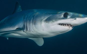 side view of mako shark