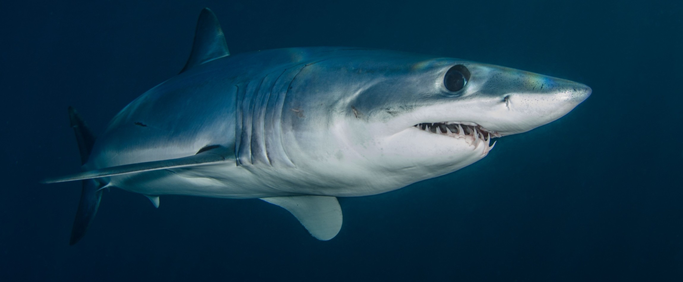 side view of mako shark