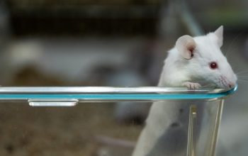 white mouse with red eyes looking out from open laboratory cage