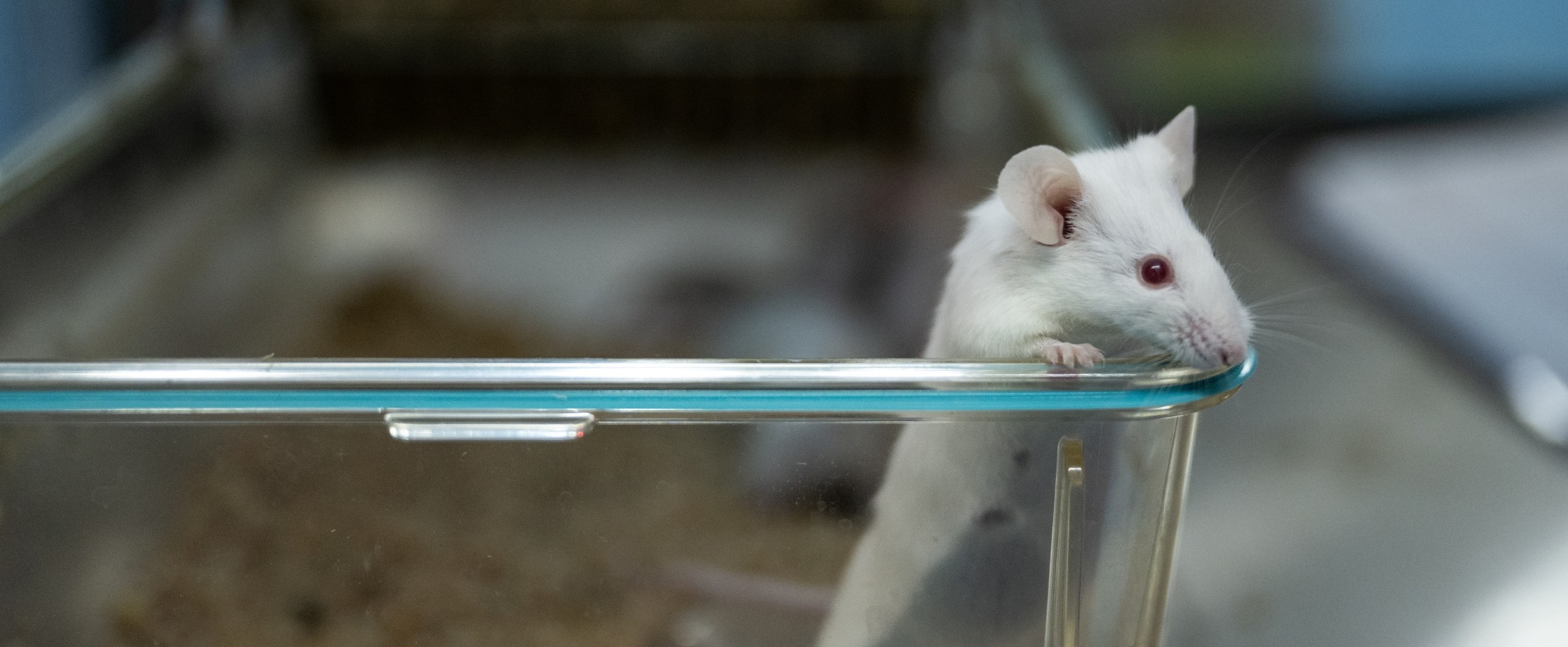 white mouse with red eyes looking out from open laboratory cage