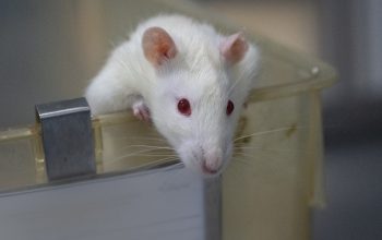white rat with red eyes looking out from open laboratory cage