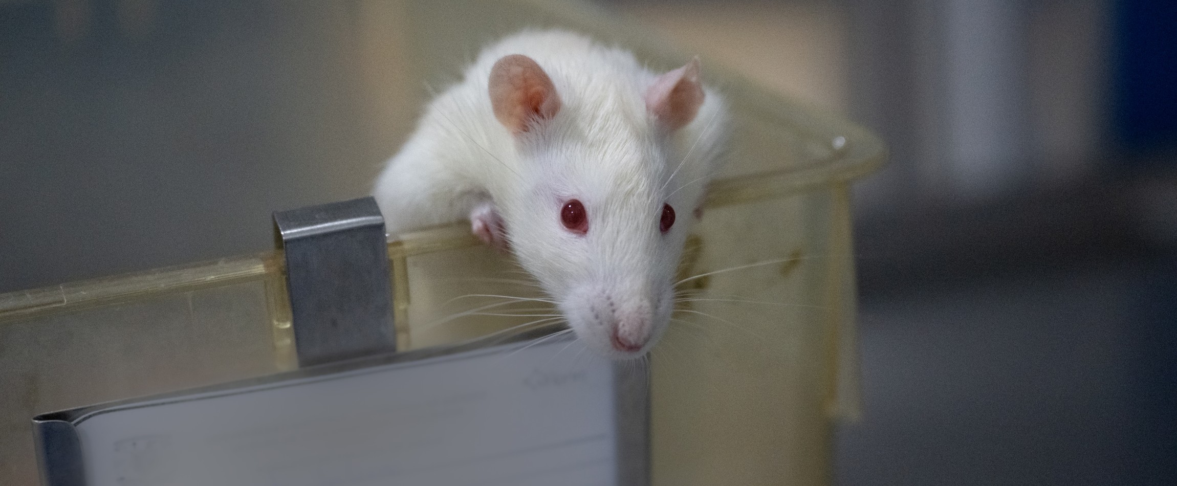 white rat with red eyes looking out from open laboratory cage
