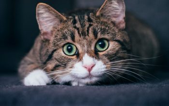wide-eyed tabby cat staring at camera