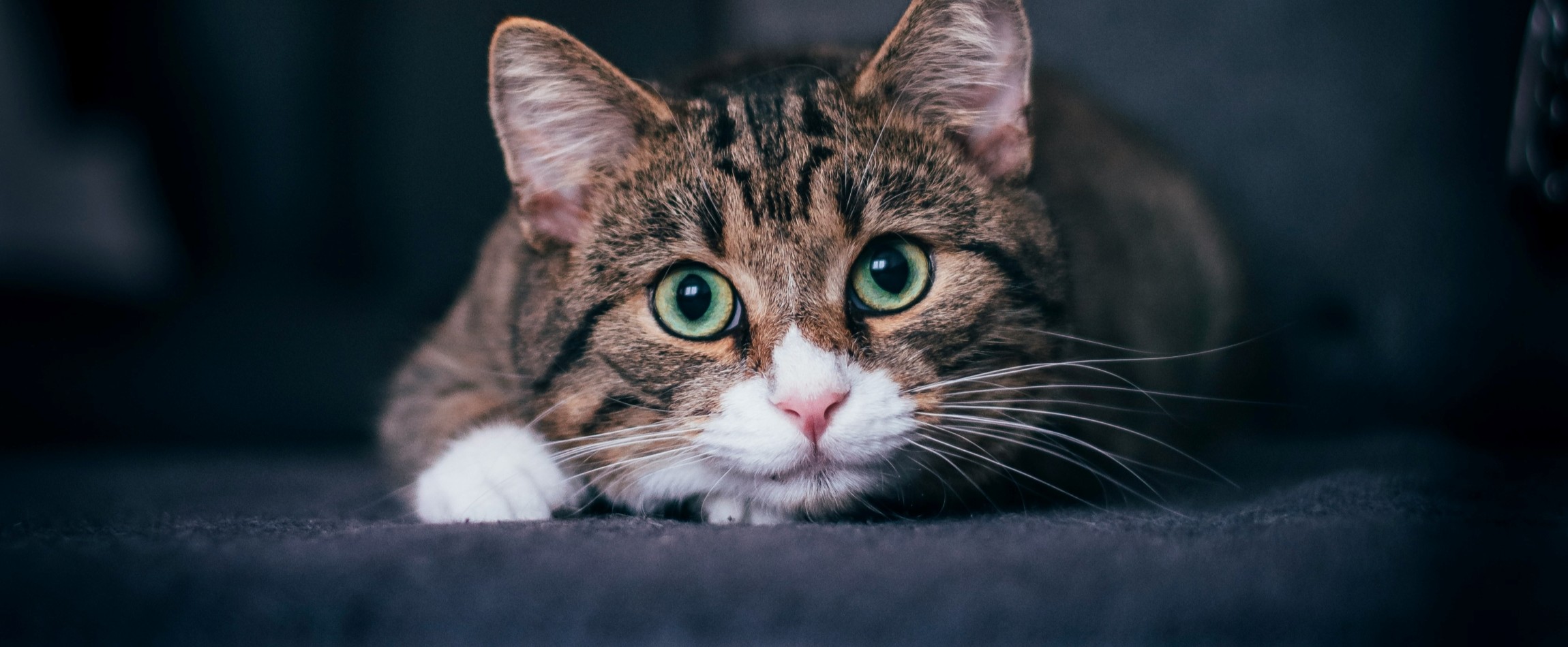 wide-eyed tabby cat staring at camera